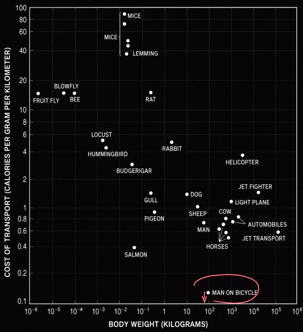Log-log chart of cost of transport in calories per gram per kilometre against body weight, for animals and machines from fruit flies to jet transports. Man on a bicycle sits lowest of all at roughly 0.15, about a fifth of the value for an unaided walking man, circled in red with an arrow pointing further downward.