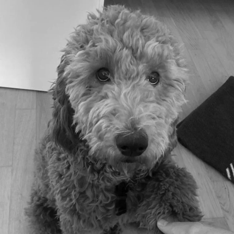 Pauli, a shaggy grey dog, sitting on a wooden floor and looking up at the camera.